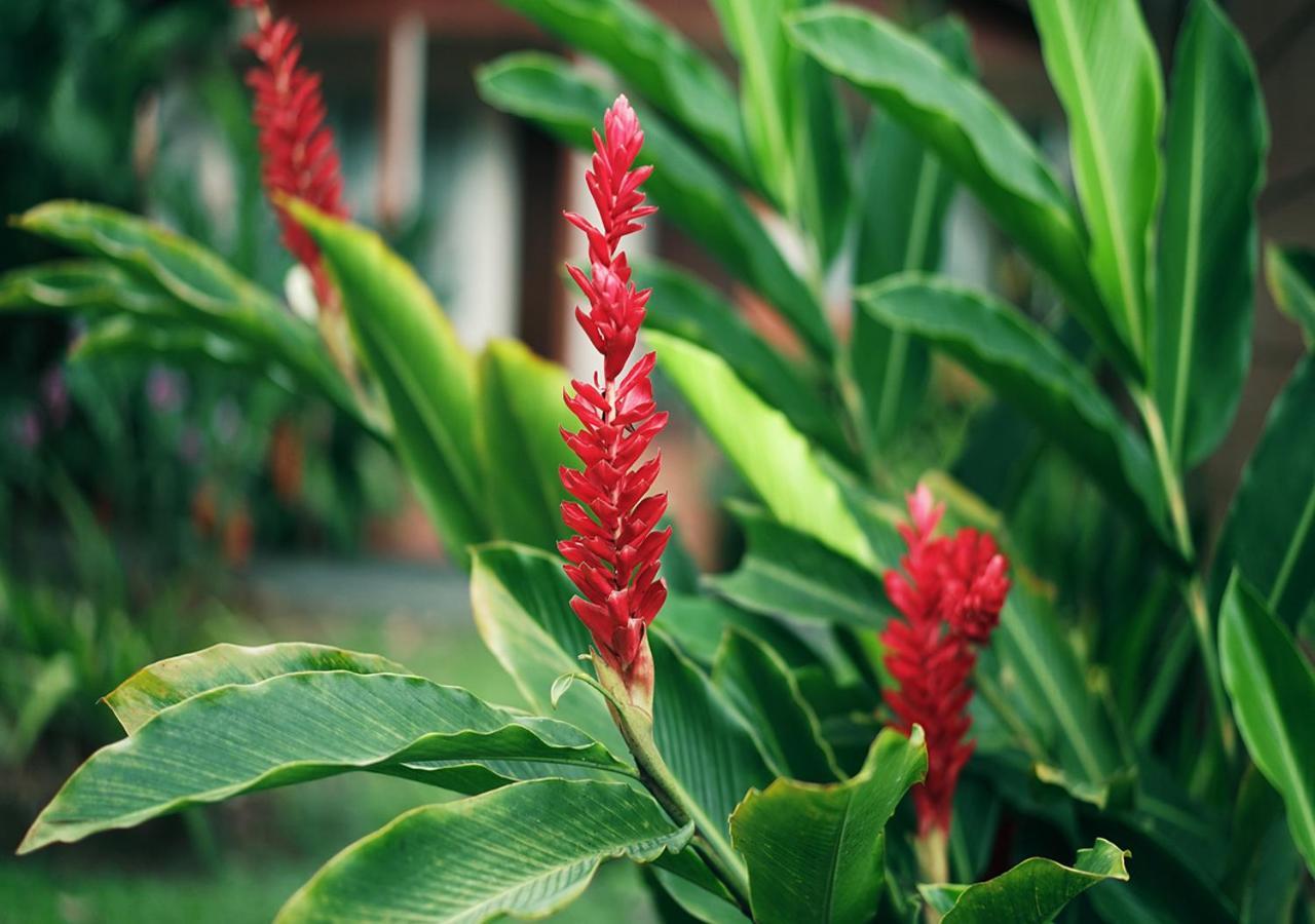 Hotel Eco Arenal La Fortuna Екстер'єр фото